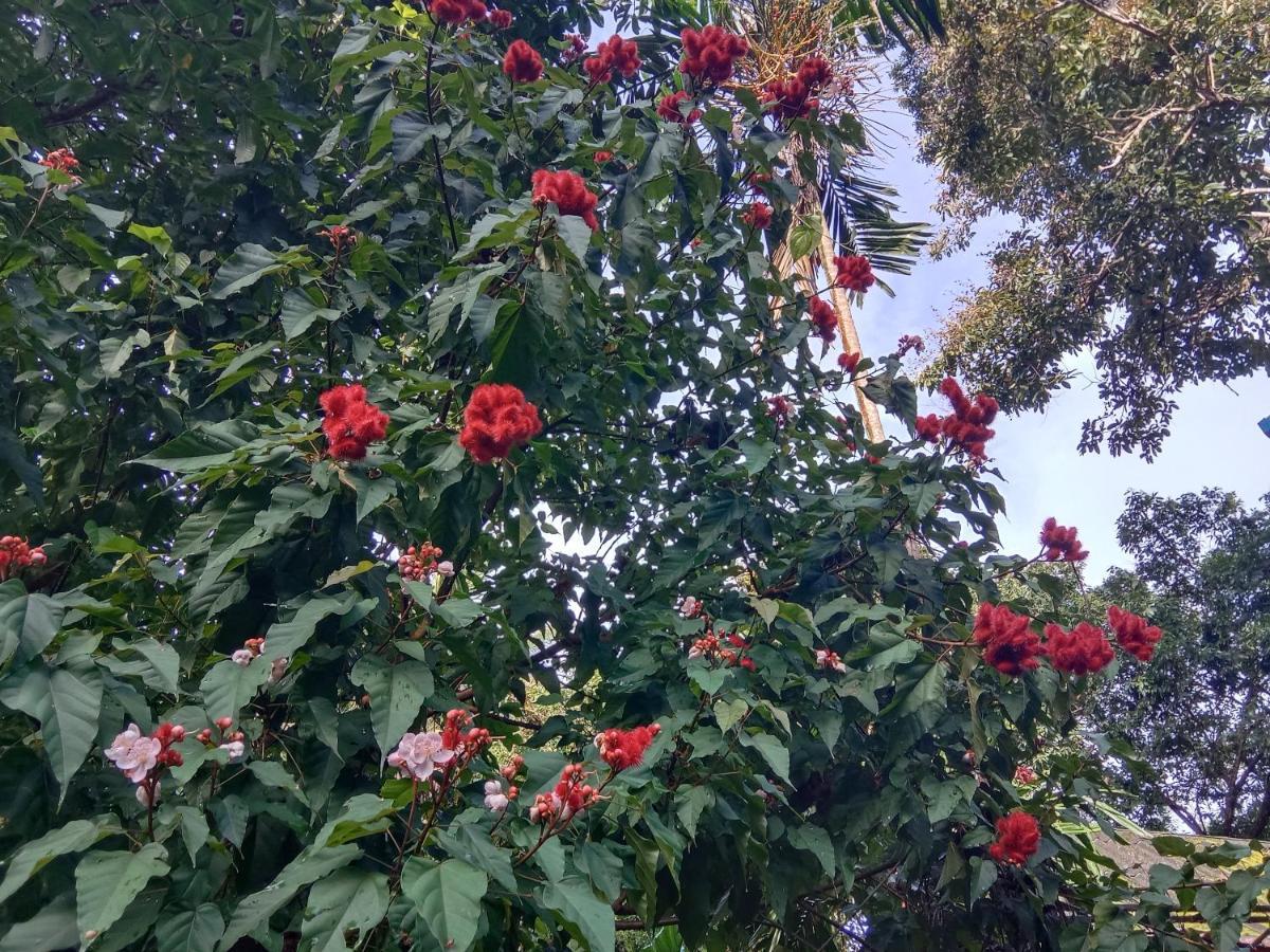 树顶河小屋度假村 度假村 2*