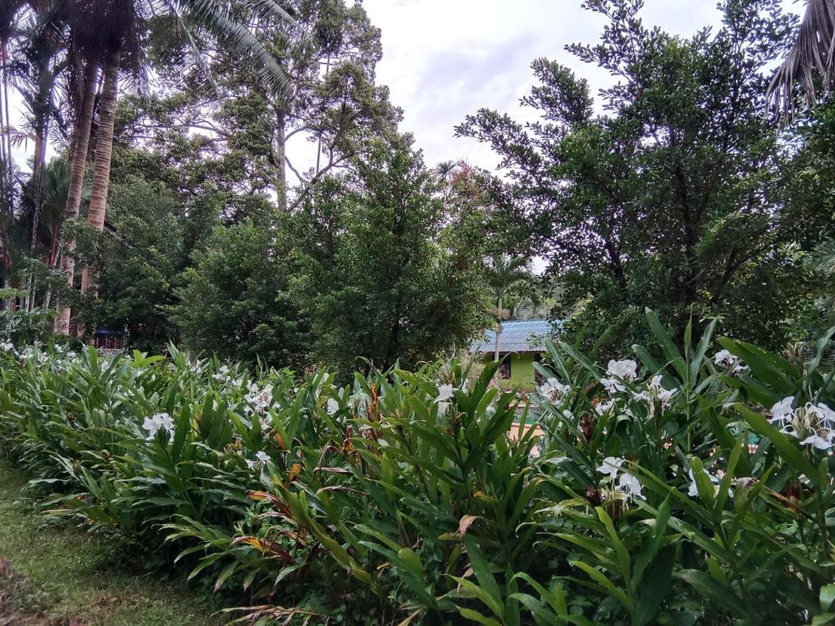 度假村 树顶河小屋度假村 2*